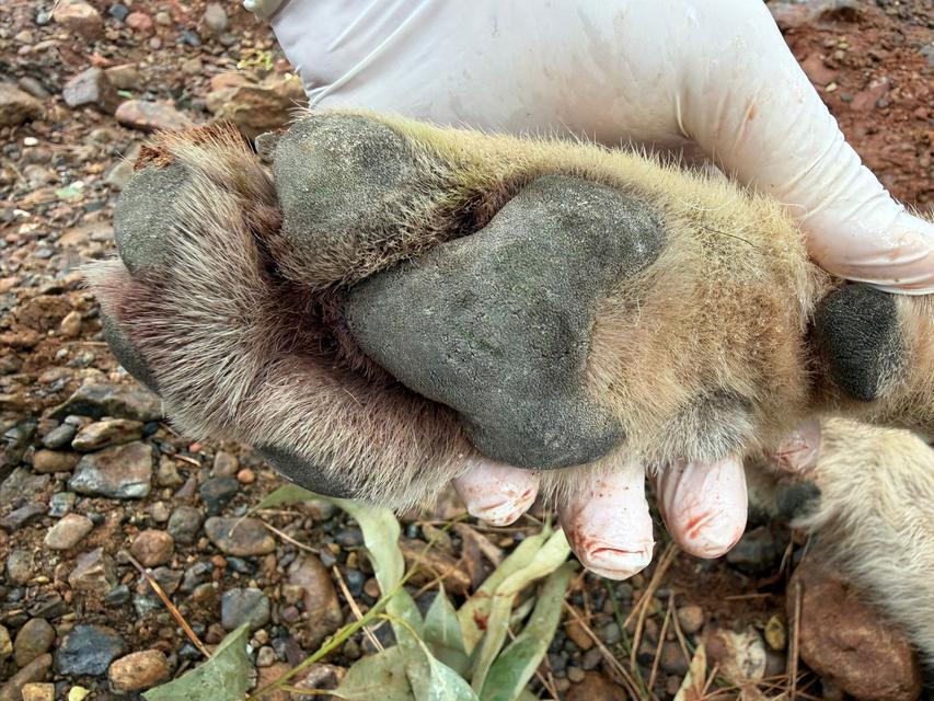 Aracın çarptığı kurt bilim projesine ışık tutacak