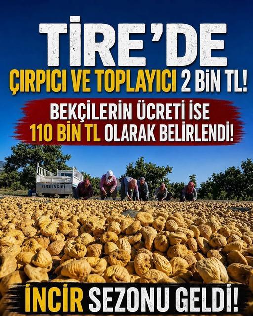 Tire'de incir hasadı öncesi işçi ücretleri belli oldu