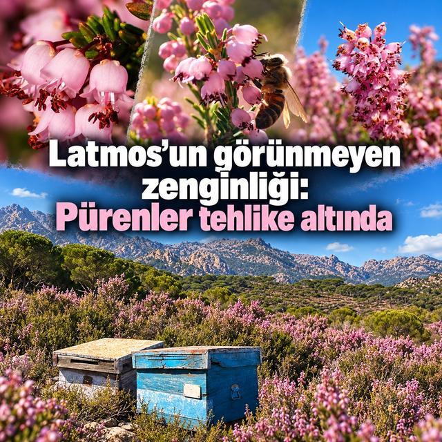 Latmos’un görünmeyen zenginliği: Pürenler tehlike altında