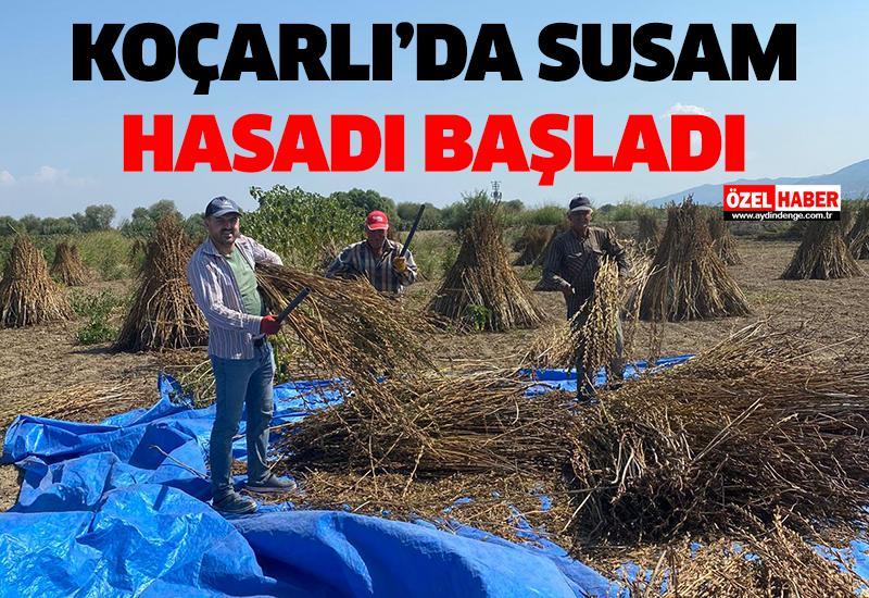 Koçarlı'da susam hasadı başladı