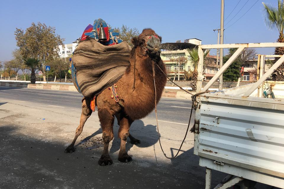 Güreşler için her gün 10 kilometre yürütülüyor