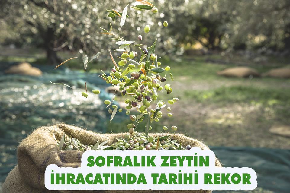 Sofralık zeytin ihracatında tarihi rekor