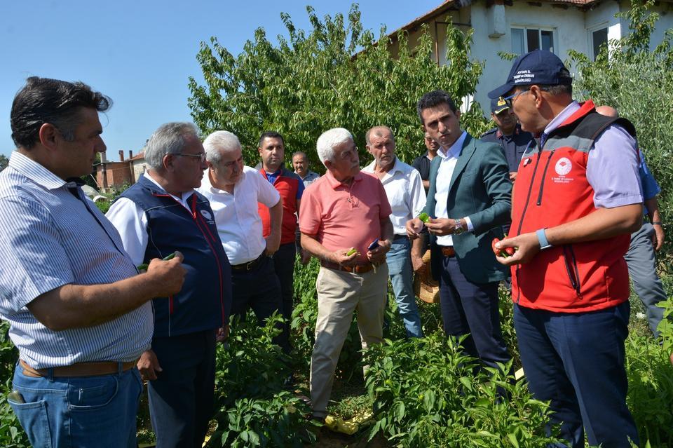 BOZDOĞAN'DA TURŞULUK KARDOLUA BİBER ÇEŞİDİNİN İLK HASADI YAPILDI