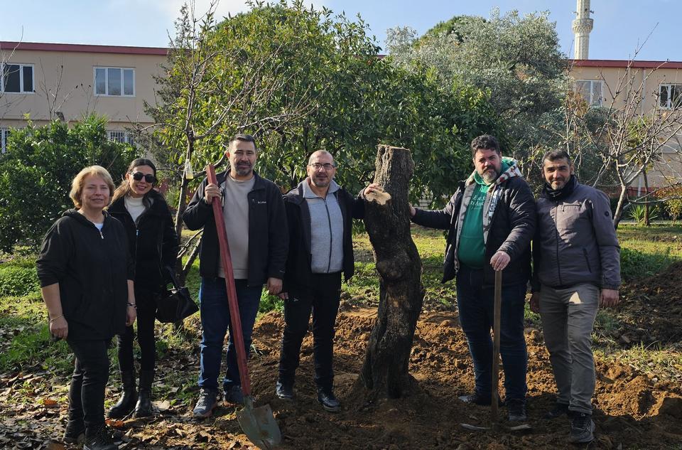 Tarihi zeytin ağacı, Sultanhisar MYO’ya nakledildi