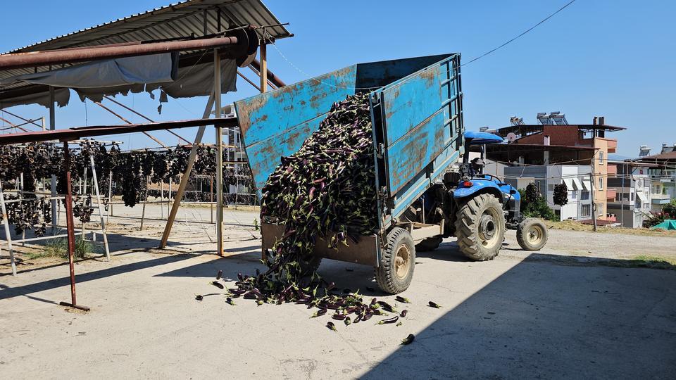 PATLICAN VADİSİ'NDEN DÜNYA SOFRALARINA