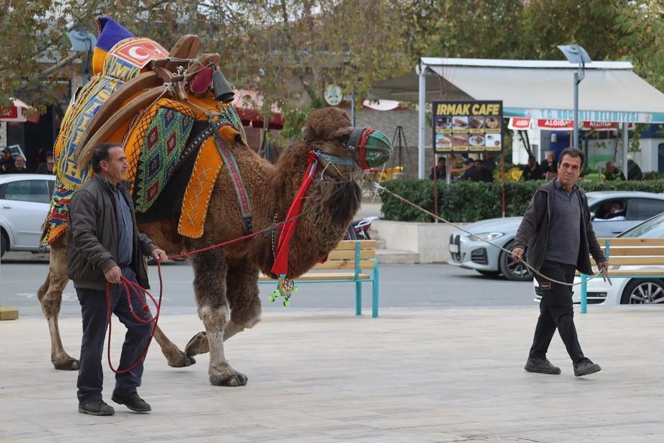 KOÇARLI'DA DEVE GÜREŞİ HAZIRLIKLARI TAMAMLANDI