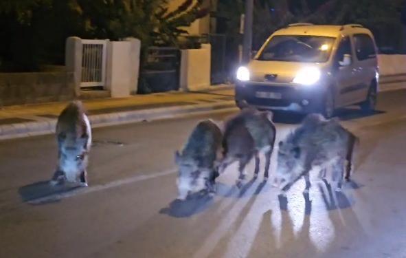 Yaban domuzları, cadde ve sokakları istila etmeye başladı