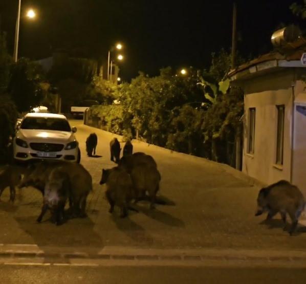 MARMARİS'TE YABAN DOMUZLARI, CADDE VE SOKAKLARI İSTİLA ETMEYE BAŞLADI ÇAREYİ KORNA BASMAKTA BULAN ARAÇ SÜRÜCÜLERİNİN ÇABASI BOŞA ÇIKTI