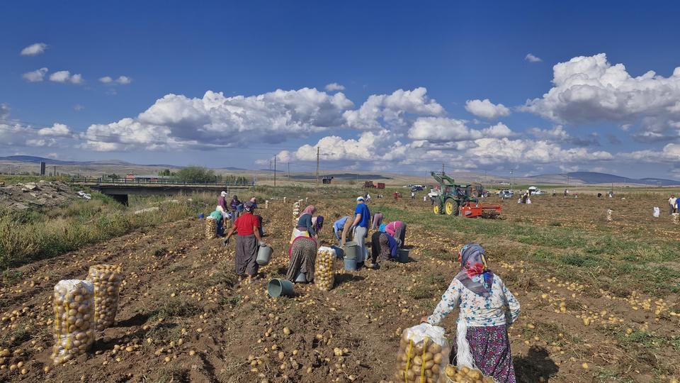 Satamadığı patatesleri halka ücretsiz dağıttı