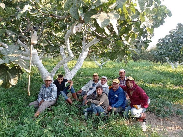 AYDIN'DA İNCİR HASADI BAŞLADI REKOLTE DÜŞÜK, KALİTE VE FİYATLAR GÜZEL