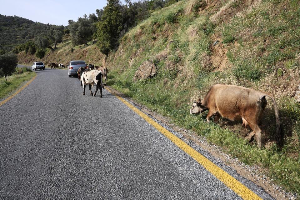 BAHAR AYLARI İLE BİRLİKTE YOL KENARLARI MERAYA DÖNDÜ