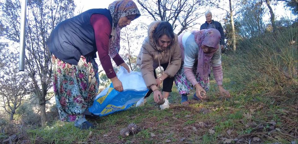 Aydın’ın Karpuzlu ilçesi Meriçler Mahallesi’nde sezonda 500 ton kozak çıkarılıyor. Meşakkat isteyen bu işin yevmiyesi ise 750 lira ile bin 500 lira arasında değişiklik gösteriyor.