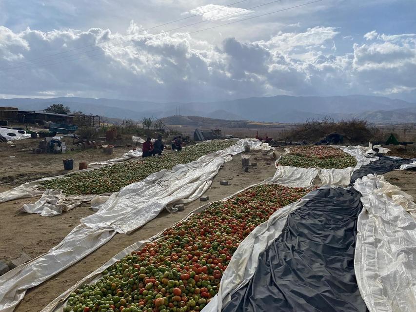 YEŞİLKEN TOPLANIYOR, RENK ALINCA SATIŞA SUNULUYOR ARAZİ ŞARTLARI VE İKLİMDEN DOLAYI ERKEN TOPLANAN DOMATESLER NAYLON ALTINDA OLGUNLAŞTIRILIYOR