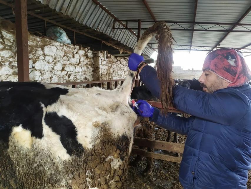 KOÇARLI'DA HAYVAN SAĞLIĞI ÇALIŞMALARI SÜRÜYOR