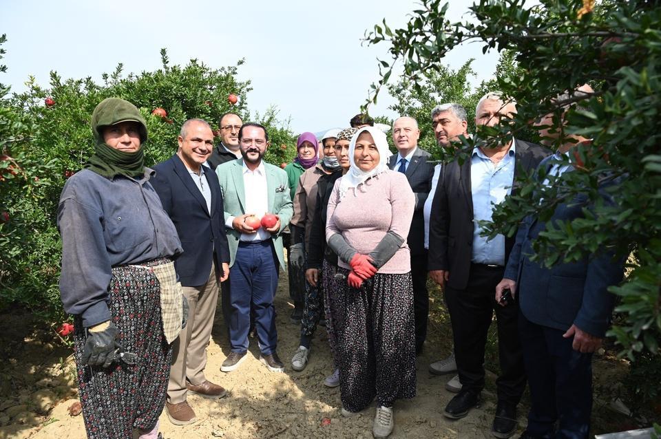 DENİZLİ'DE BU YIL 50 BİN TONUN ÜZERİNDE NAR HASADI BEKLENİYOR