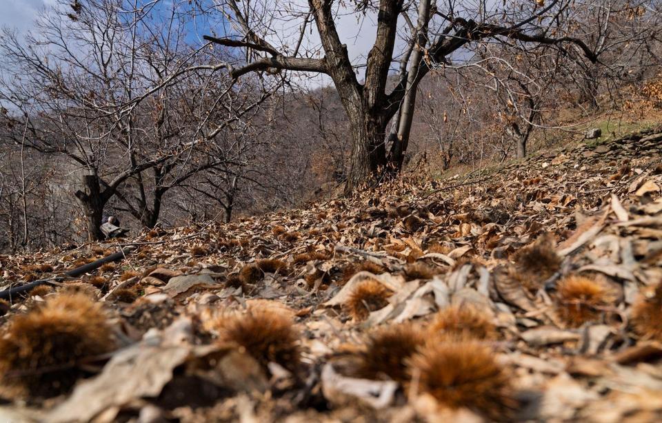 İZMİR'DE KESTANE KANSERİ İLE MÜCADELE SÜRÜYOR