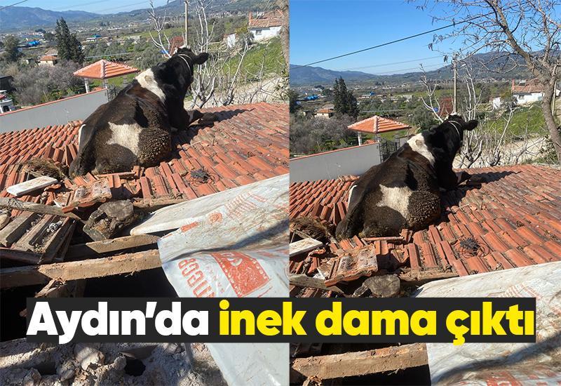 Aydın’da inek dama çıktı