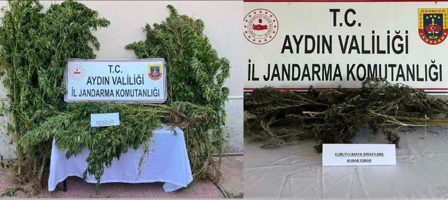 Aydın’da 153 kök hint keneviri ele geçirildi