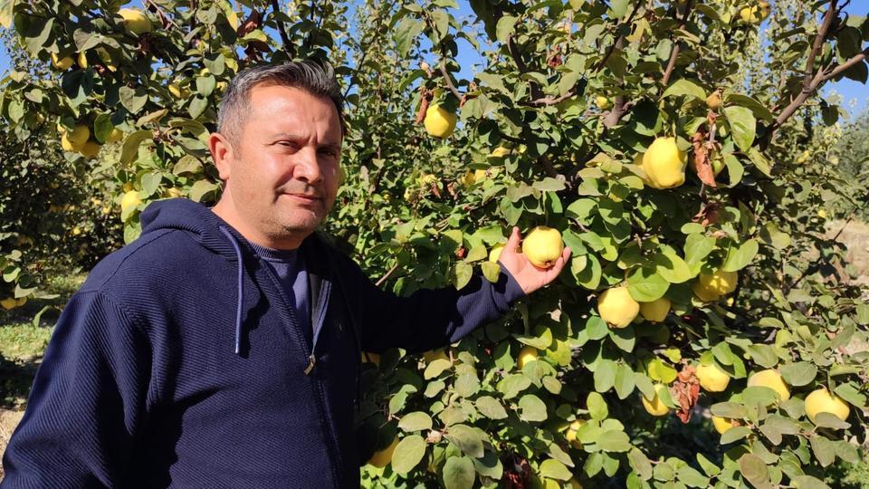 Ayva üreticinin yüzünü güldürdü