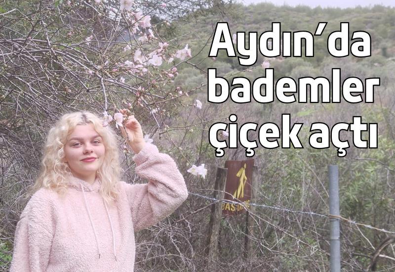 Aydın'da bademler çiçek açtı