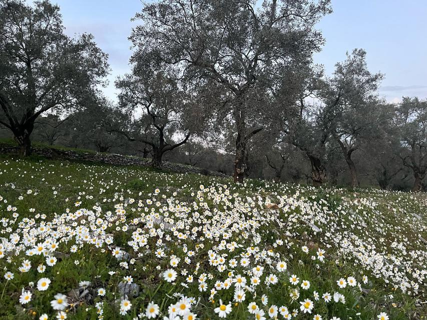 DOĞUDA KAR AYDIN'DA BAHAR