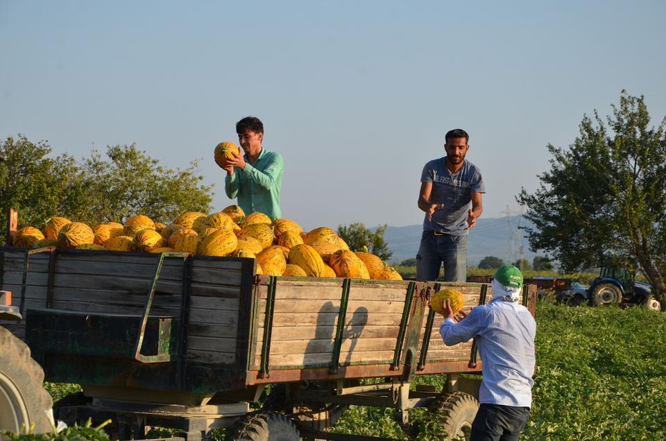 KIRKAĞAÇ KAVUNUNDA İLK HASAT YAPILDI 10 BİN DEKARLIK ALANDA 30 BİN TON REKOLTE BEKLENİYOR HASAT BU YIL YAKLAŞIK 1 AY GECİKTİ