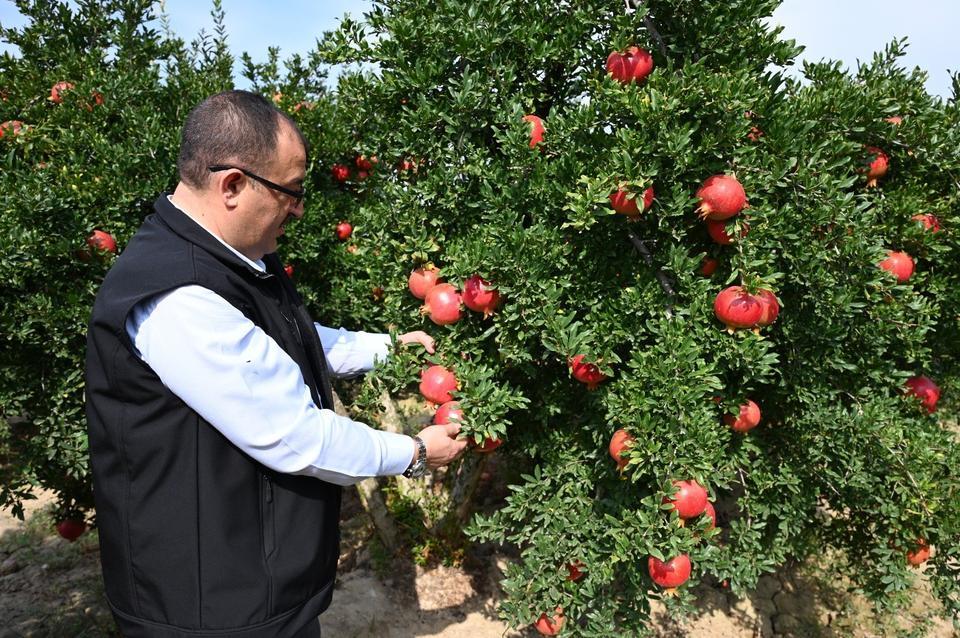 DENİZLİ'DE BU YIL 50 BİN TONUN ÜZERİNDE NAR HASADI BEKLENİYOR