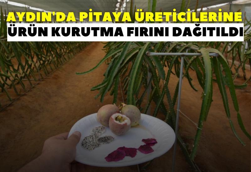 Aydın'da pitaya üreticilerine ürün kurutma fırını dağıtıldı