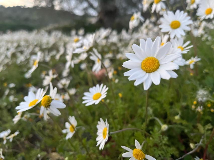 DOĞUDA KAR AYDIN'DA BAHAR