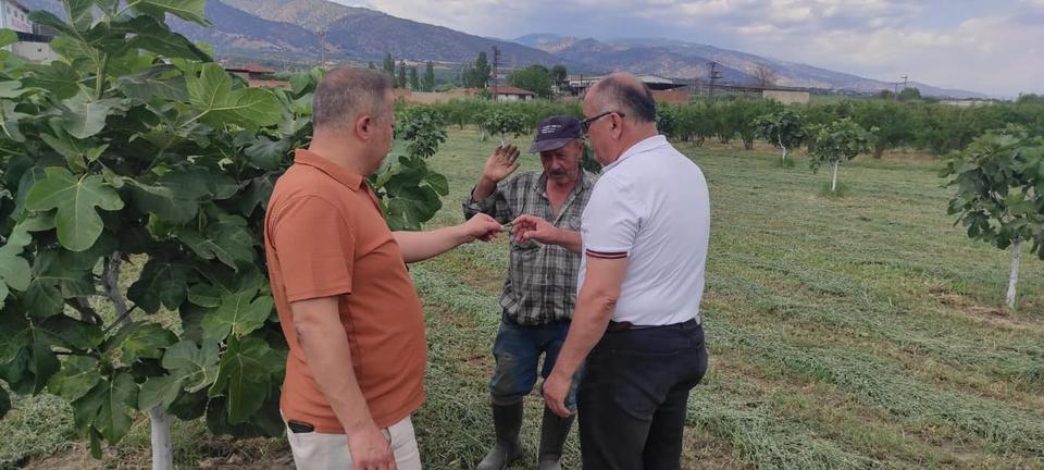 KUYUCAK'TA İNCİR BAHÇELERİNDE HASTALIK VE ZARARLI KONTROLÜ YAPILDI