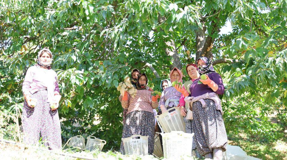 AYDIN DAĞLARINDA KESTANE HASADI TELAŞI BAŞLADI YÜKSEK REKOLTE YÜZ GÜLDÜRÜRKEN FİYATLARDAKİ BELİRSİZLİK DÜŞÜNDÜRÜYOR