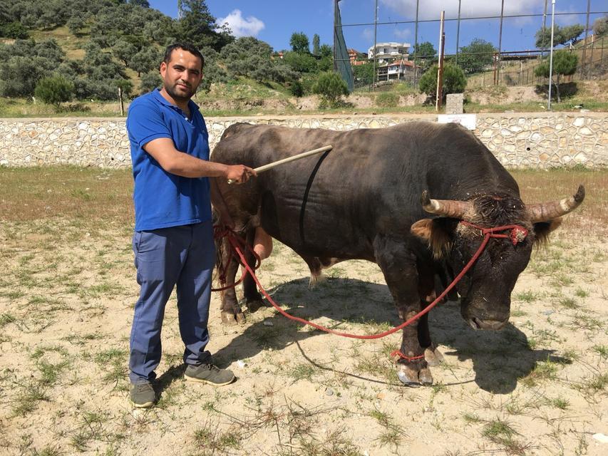 ÇAMKÖY'DE BOĞA GÜREŞİ YAPILACAK