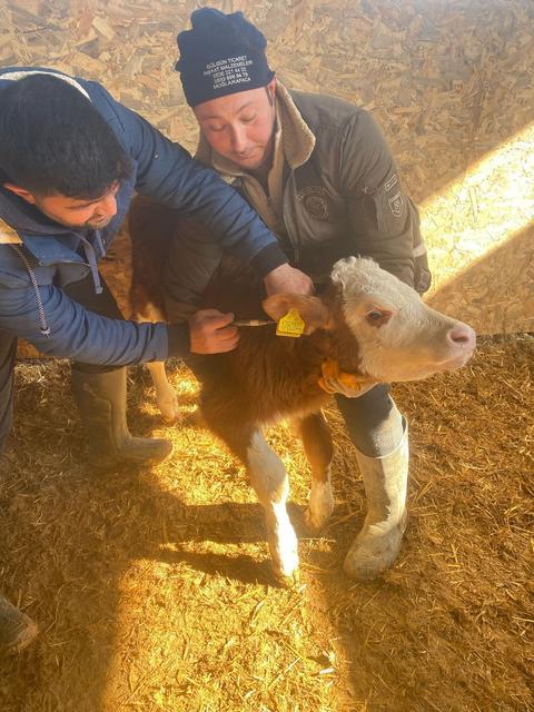 MENTEŞE'DE BÜYÜKBAŞ HAYVANLAR İÇİN ŞAP AŞILAMA ÇALIŞMALARI DEVAM EDİYOR