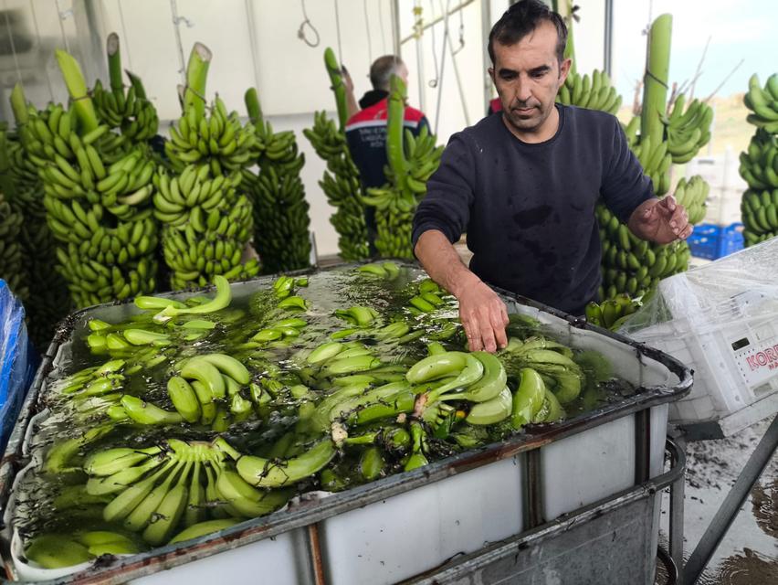 Aydın’ın Efeler ilçesinde ilk kez muz üretimi yapımına başlayan Hakan Özer, hasada başladıklarını ve 30 ton ürün almayı hedeflediklerini belirtti.