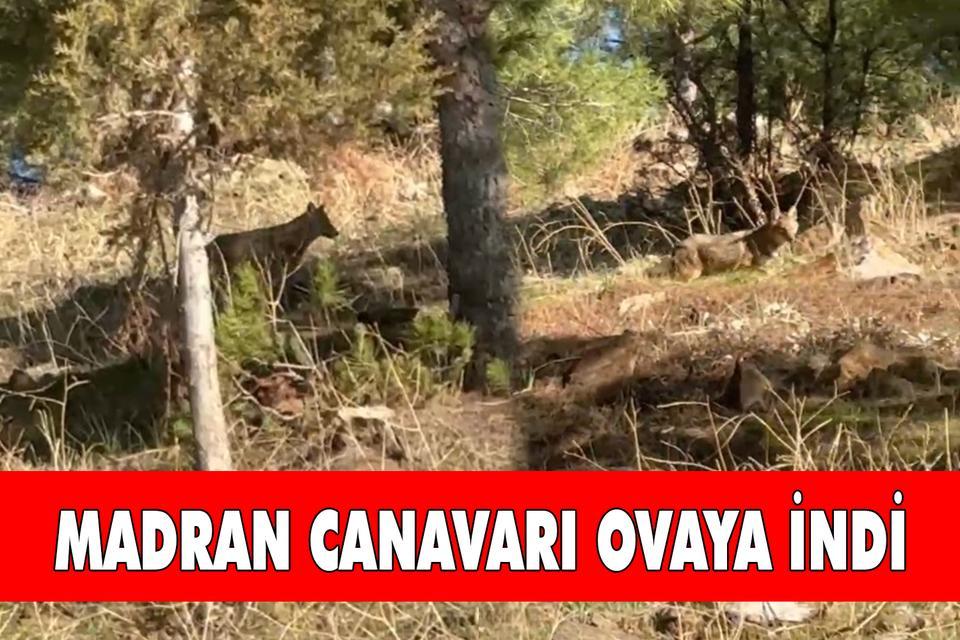 Madran Canavarı ovaya indi