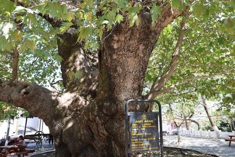 TARİHİN 800 YILLIK SESSİZ TANIĞI KÖKLERİYLE TOPRAĞA, DALLARIYLA GÖKYÜZÜNE UZANIYOR GERMENCİK'İN EN ESKİ SAKİNİ ASIRLARA MEYDAN OKUYOR