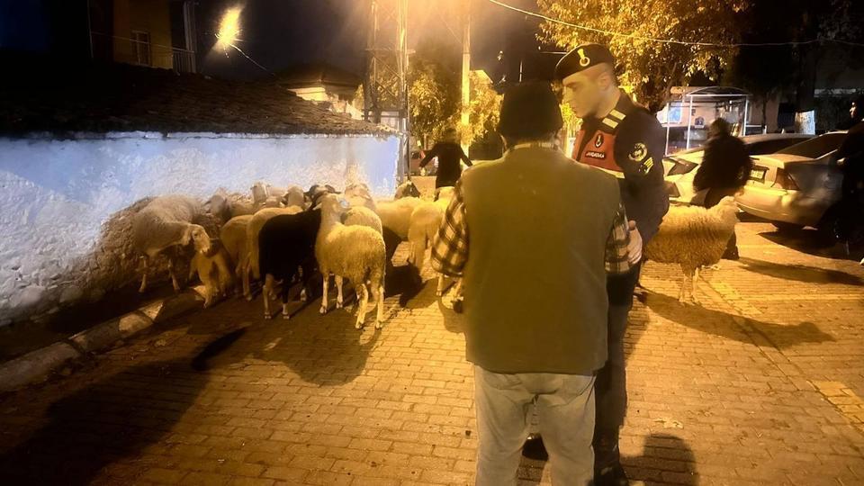 Aydın’da kayıp hayvanlar bakın nerede bulundu