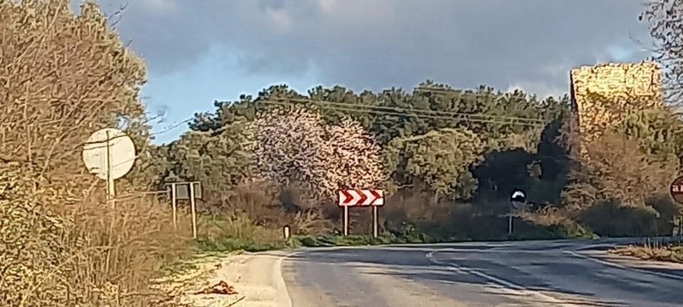 KUŞADASI'NDA BAHAR ERKEN GELDİ BADEM AĞAÇLARI KIŞ ORTASINDA ÇİÇEK AÇTI