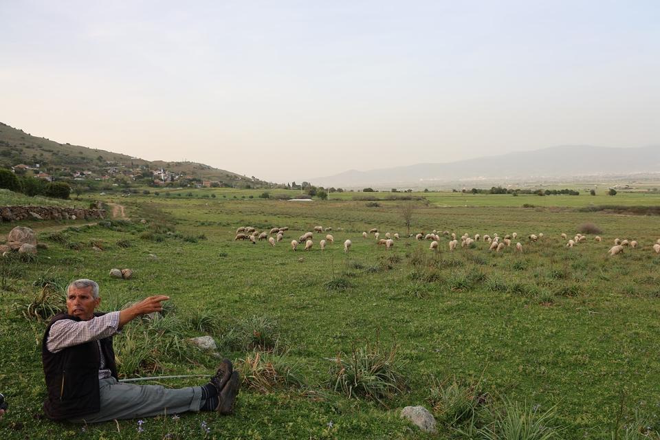 BAHAR AYLARI İLE BİRLİKTE YOL KENARLARI MERAYA DÖNDÜ