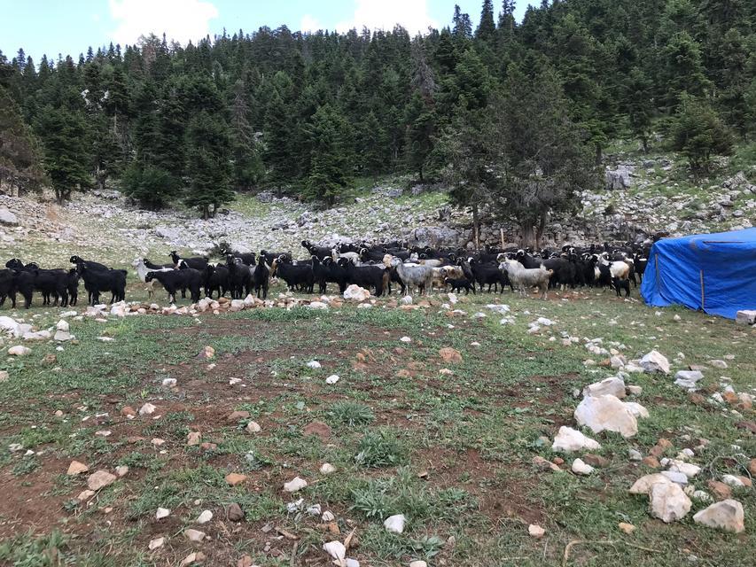 ANTALYA'DA YÖRÜKLERİN YAYLADAN DÖNÜŞÜ BAŞLADI YÖRÜKLER, HAVALARIN SOĞUMASIYLA DÖNÜŞ HAZIRLIĞINA GEÇTİ