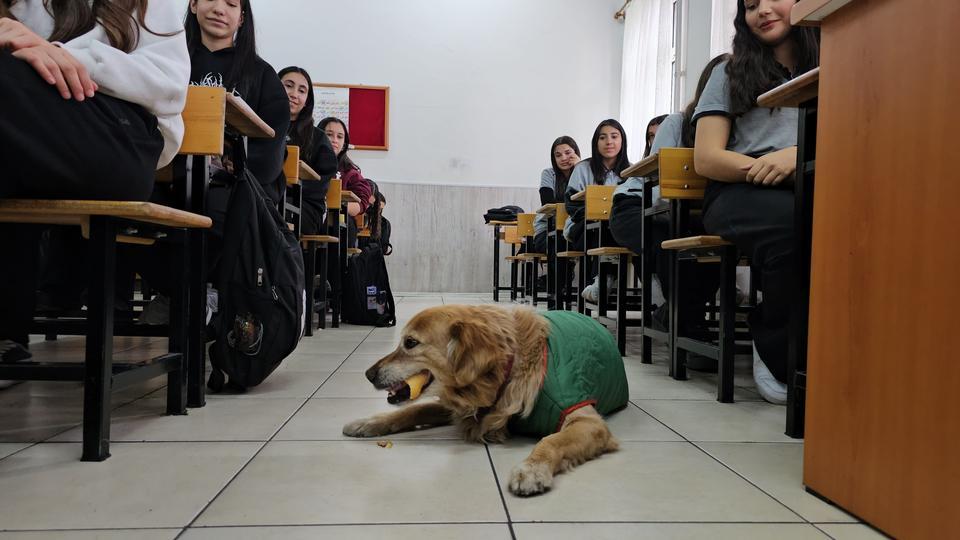 ÖĞRENCİLERİN PEŞİNE TAKILAN FINDIK, OKULUN MASKOTU OLDU MÜDÜR YARDIMCISININ ODASINDA DİNLENİYOR, SINIFLARA GİREREK ÖĞRENCİLERLE BERABER DERSE KATILIYOR MÜDÜR YARDIMCISI SERKAN SONUÇ: "FINDIK, ÖĞRENCİLERİMİZE AYRI BİR DUYGU KATIYOR"