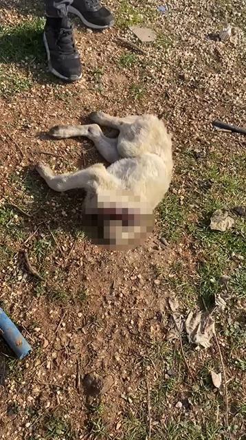 GAZİANTEP'TE 3 YAVRU KÖPEK ÖLDÜRÜLMÜŞ OLARAK BULUNDU