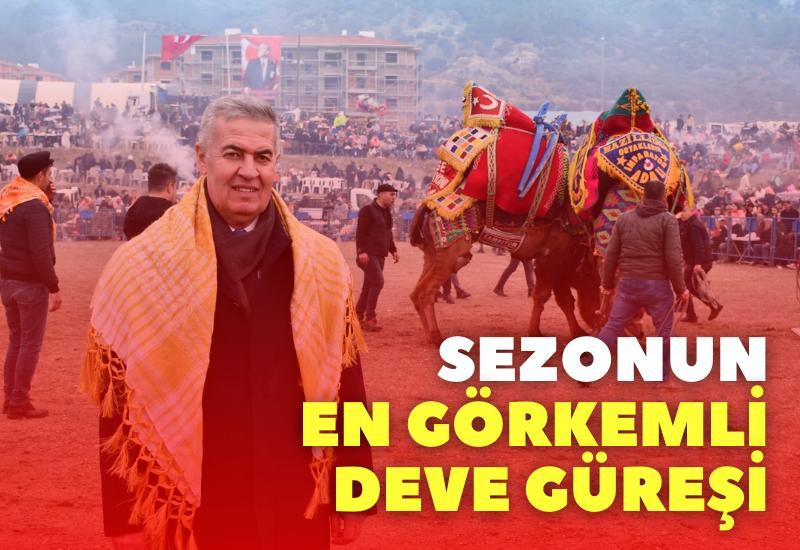 Sezonun en görkemli deve güreşi