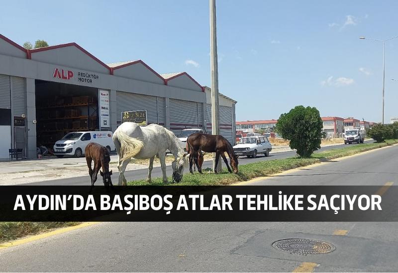 Aydın'da başıboş atlar tehlike saçıyor