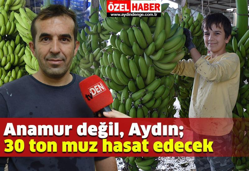 Anamur değil, Aydın; 30 ton muz hasat edecek