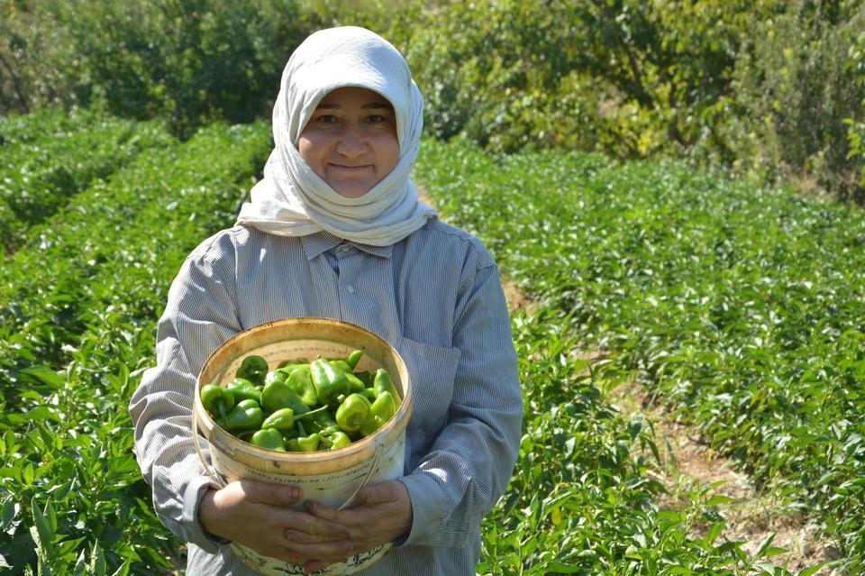 BOZDOĞAN'DA TURŞULUK KARDOLUA BİBER ÇEŞİDİNİN İLK HASADI YAPILDI