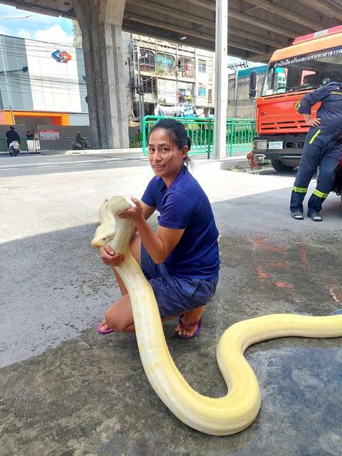 BANGKOK'TA YAKLAŞIK 4 METRELİK DEV PİTON BULUNDU