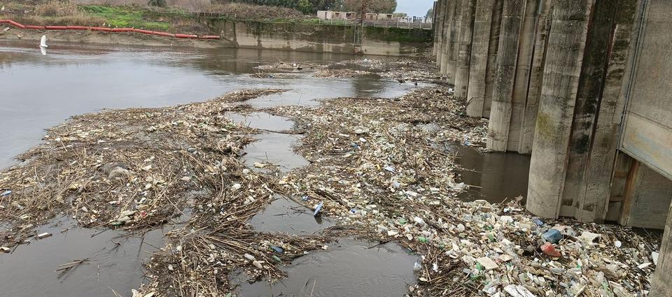 Menderes Nehri’ndeki hayvan leşleri sağlığı tehdit ediyor