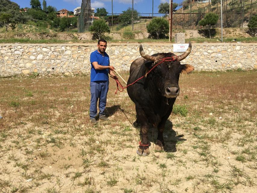 ÇAMKÖY'DE BOĞA GÜREŞİ YAPILACAK