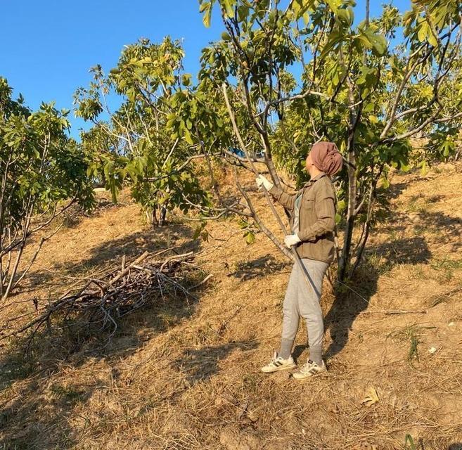 AYDIN'DA İNCİR HASADI BAŞLADI REKOLTE DÜŞÜK, KALİTE VE FİYATLAR GÜZEL